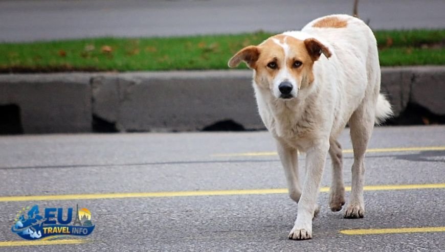 Exploring Sarajevo's Old Town with Your Dog