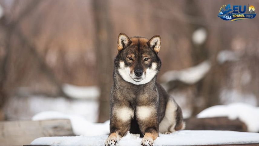 Exploring Shirok Sokak