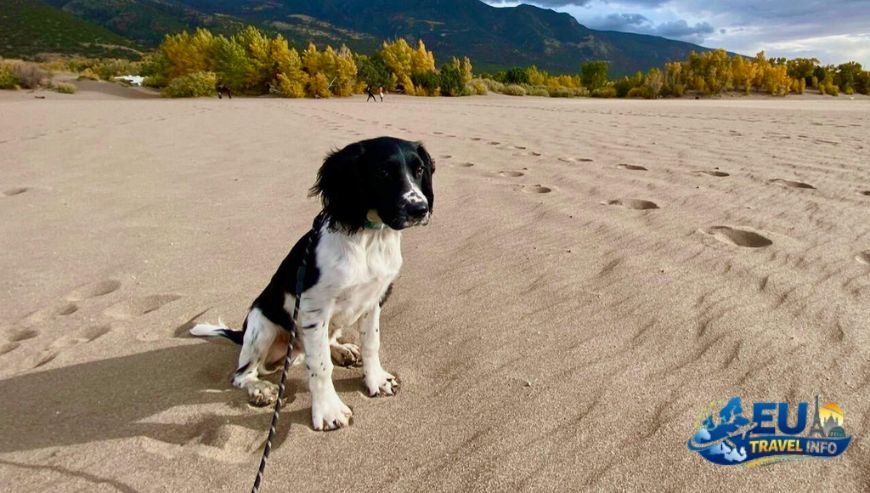 Exploring Spina Verde Regional Park dog
