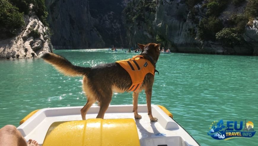 Exploring Vintgar Gorge dog