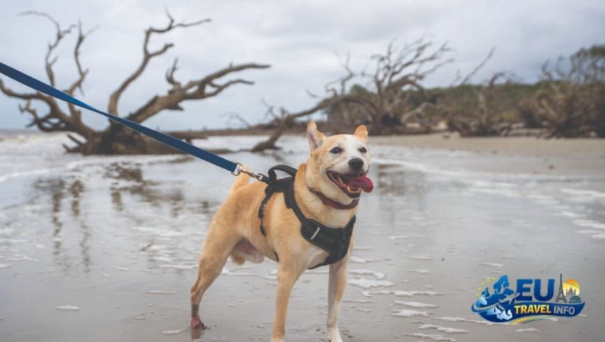 Exploring the Beaches with Jekyll Beach Dogs