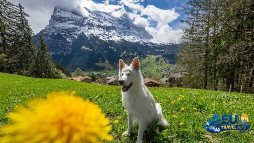 Exploring the Bernese Oberland and Interlaken dog