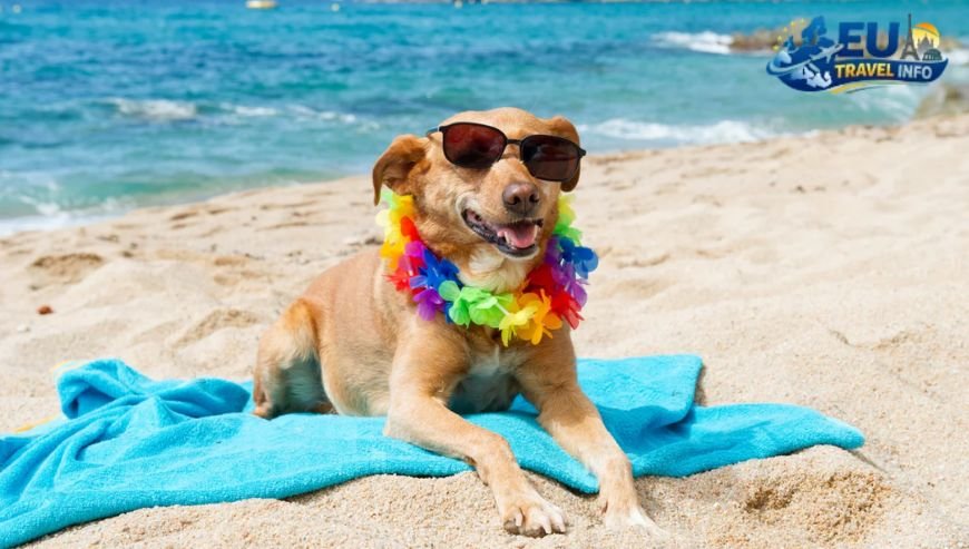 Exploring the Best Beaches with Your Pup