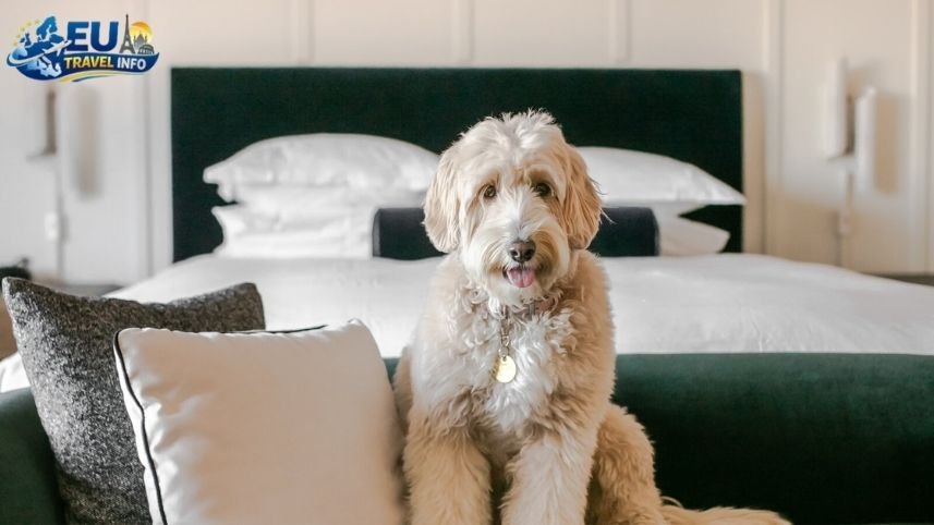 Exploring the Capital Dog Friendly Hotels Sofia