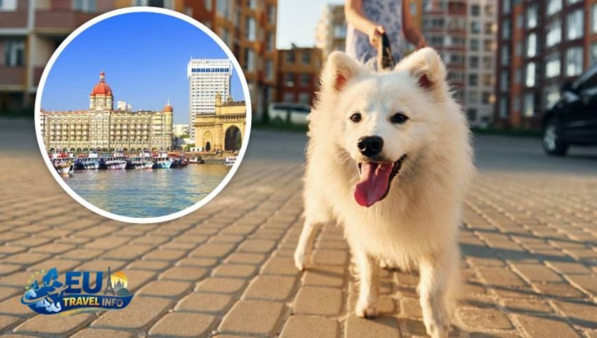 Exploring the Cities dog