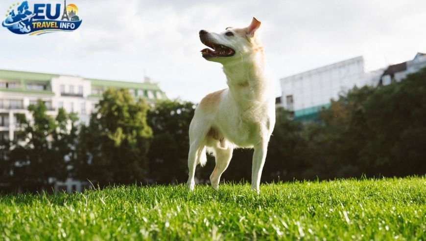 Exploring the City Cafes and Parks dog