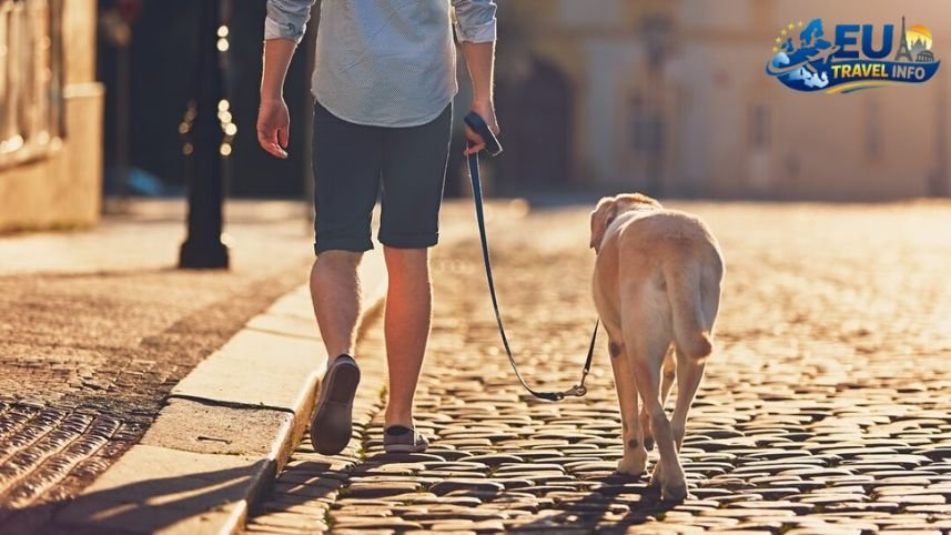 Exploring the City Sights dog