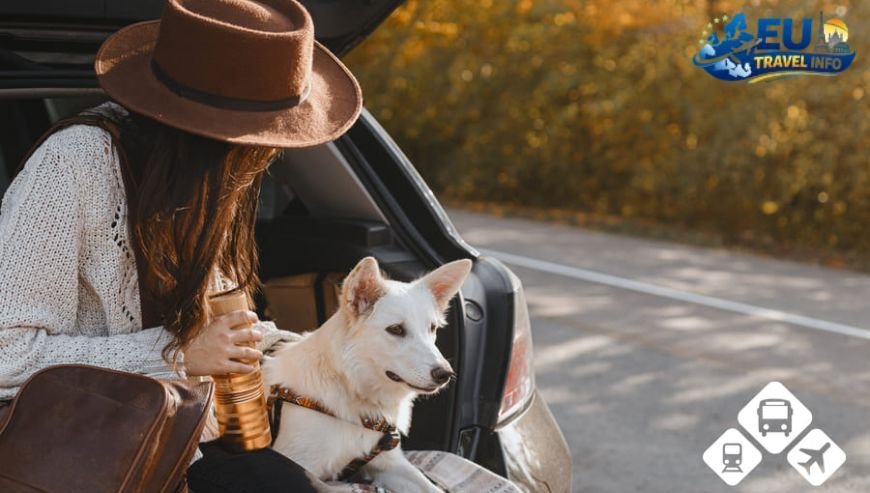 Exploring the City Travel in Wroclaw dog