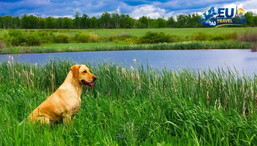 Exploring the City and Nature dog
