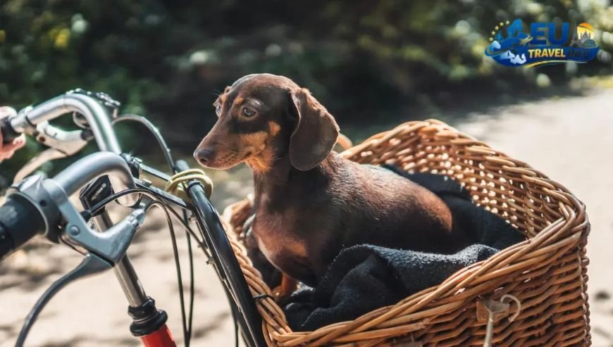 Exploring the City with Your Dog