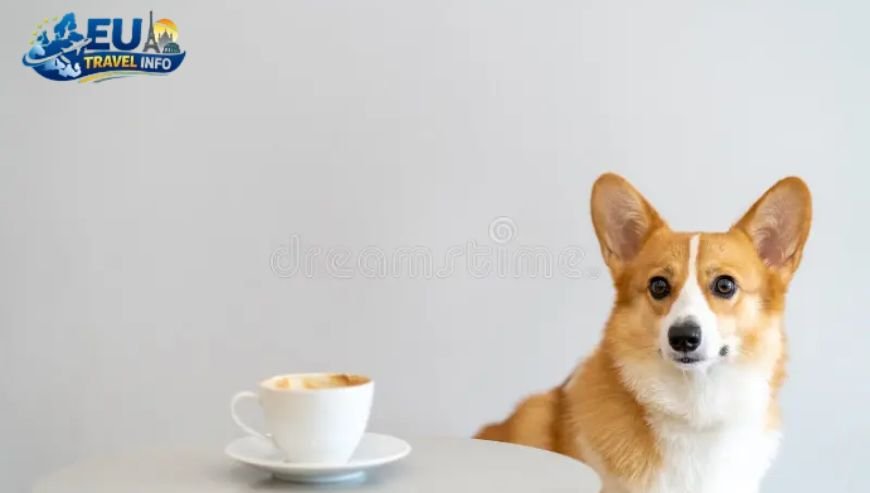 Exploring the Coffee Scene in Vinohrady dog