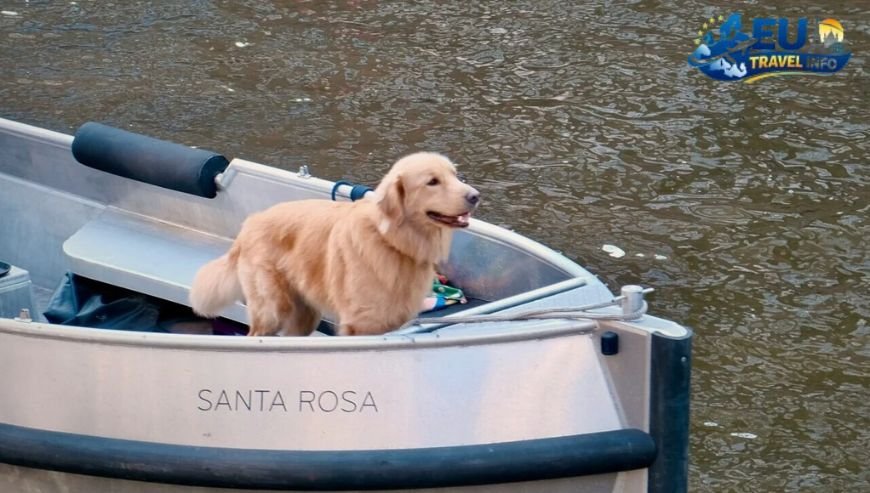Exploring the Country Beyond Amsterdam dog
