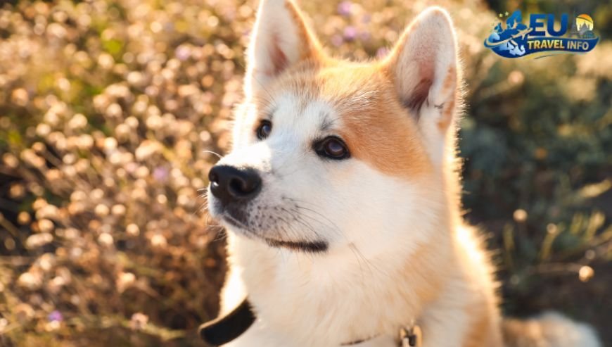 Exploring the Culture and History dog