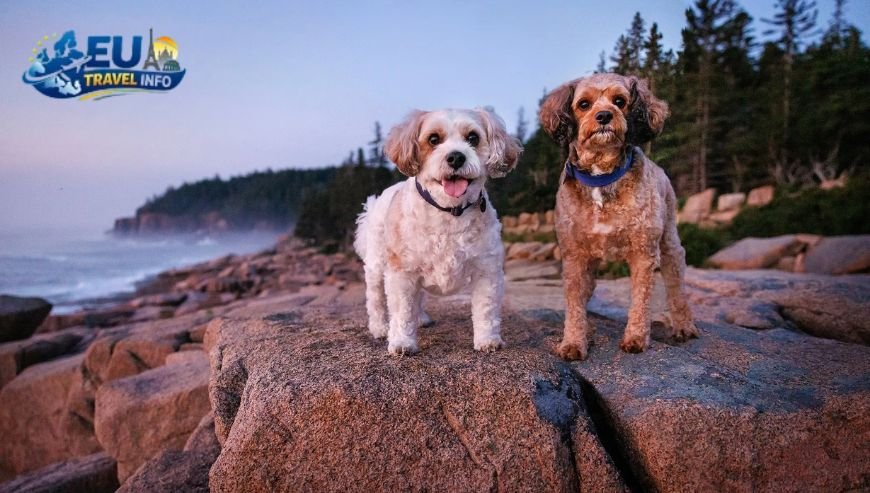 Exploring the Flower Coast Near Honfleur and Deauville dog
