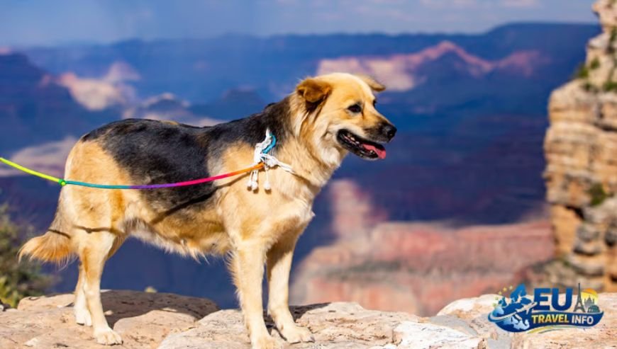 Exploring the Grand Squares dog