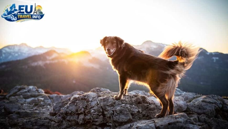 Exploring the Great Outdoors dog (1)