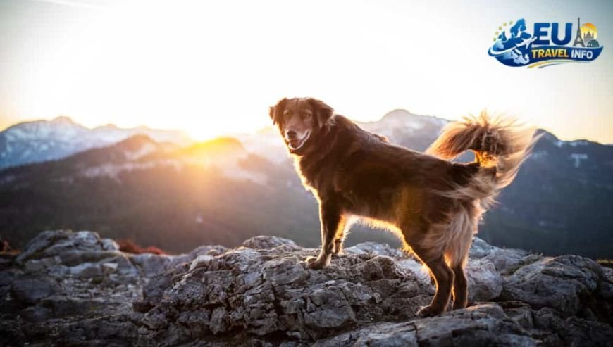 Exploring the Great Outdoors dog
