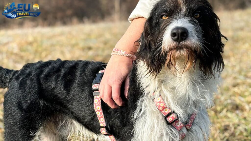 Exploring the Great Outdoors dog