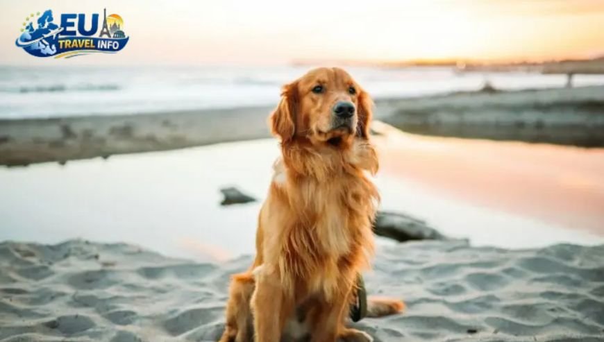 Exploring the Great Outdoors dog (2)