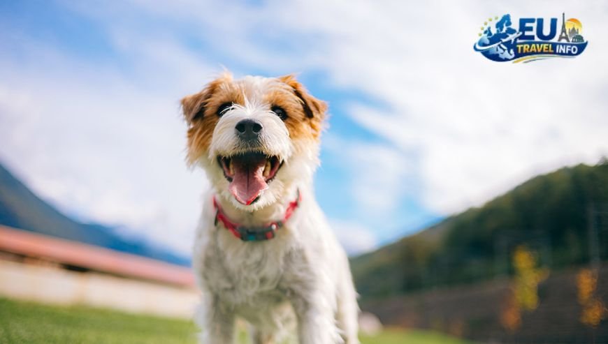 Exploring the Green Spaces of Linköping dog