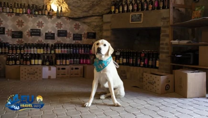 Exploring the Heart of France The Loire River Valley dog