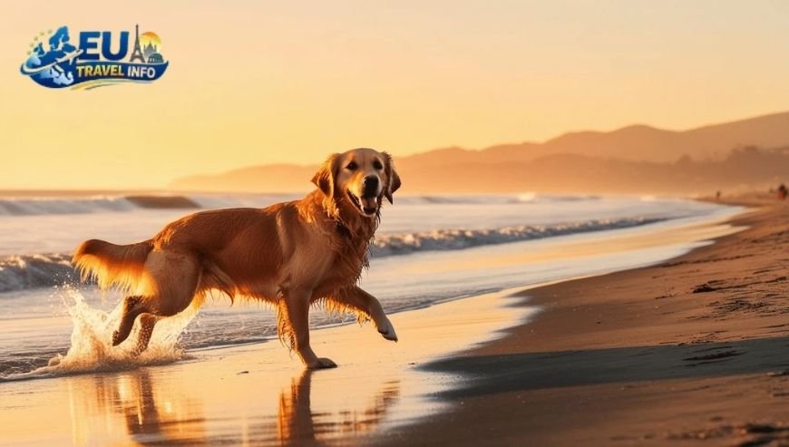 Exploring the Loire Valley dog