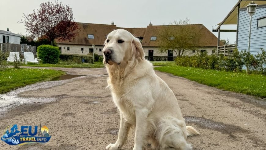Exploring the Mighty Bourscheid Castle dog