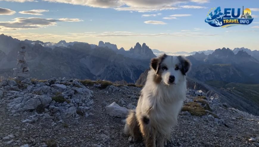 Exploring the Mountains The Dolomites dog