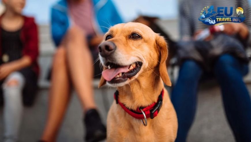 Exploring the Old Town with Your Dog (1)