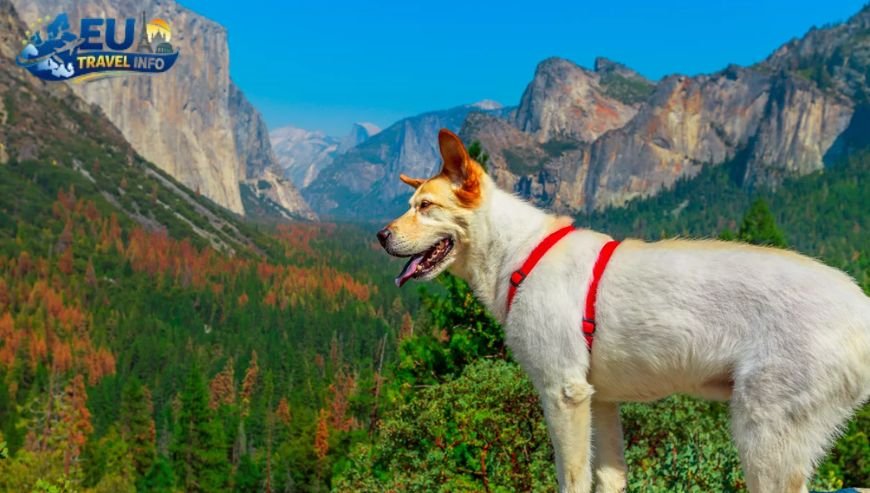 Exploring the Outdoors Parks and Hiking dog