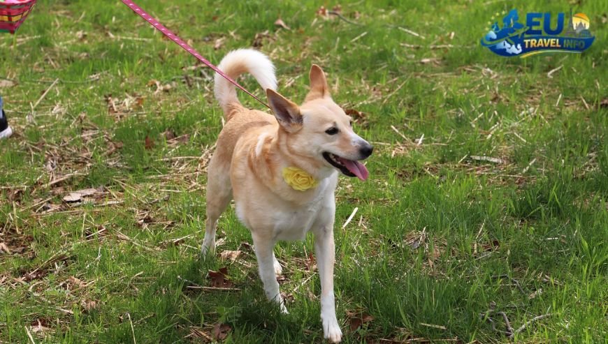 Exploring the Parks and Squares dog