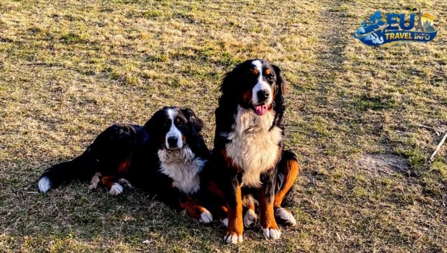 Exploring the Parks of Baku dog