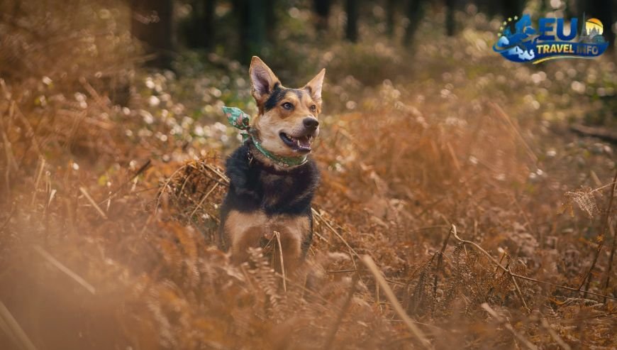Exploring the Romani Quarter Gypsy Hill dog