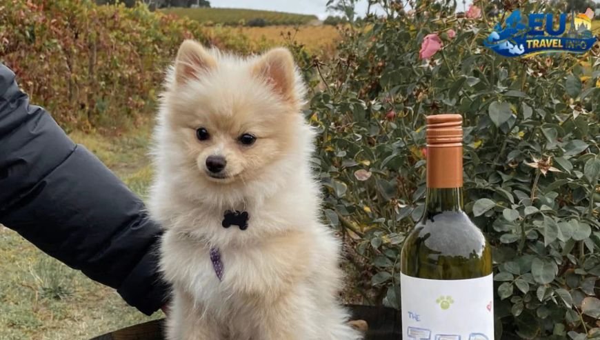 Exploring the South Castles and Wine dog