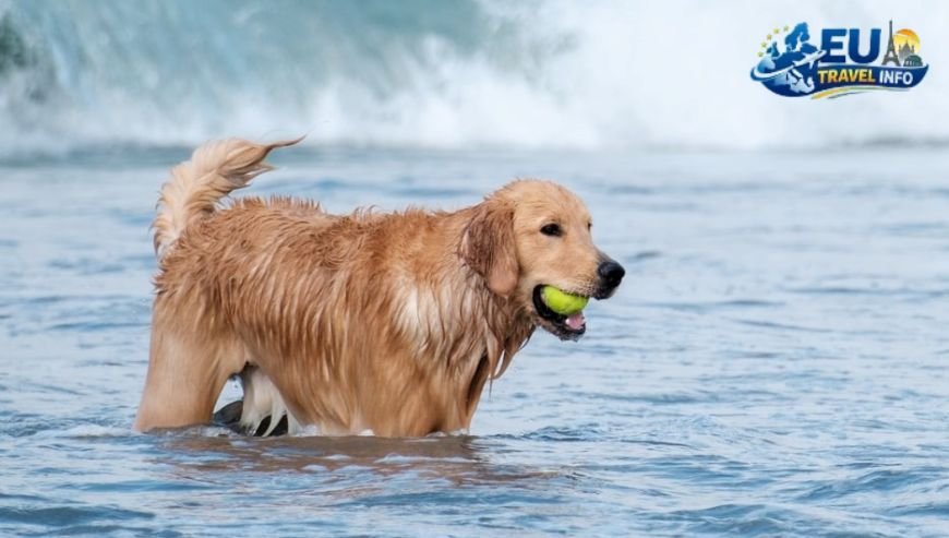 Exploring the Village of Marsaxlokk dog