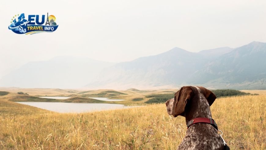 Exploring the Wild Hiking and Camping dog