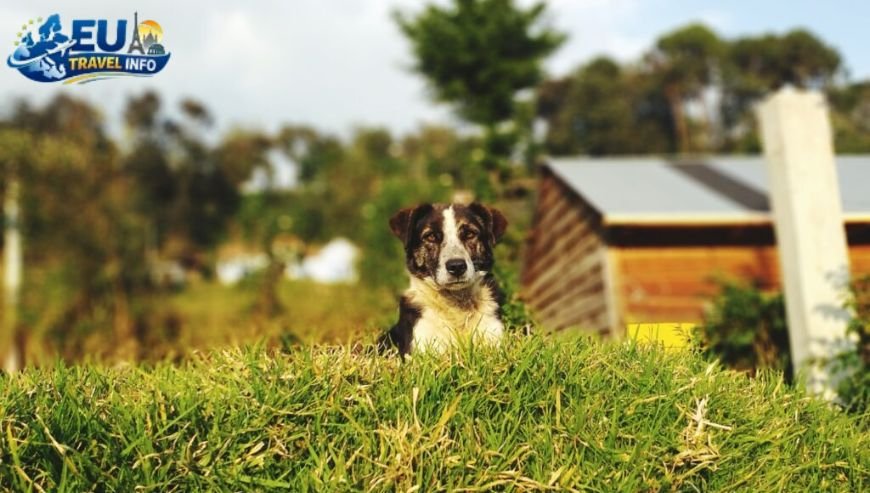 Exploring the villas and gardens. dog
