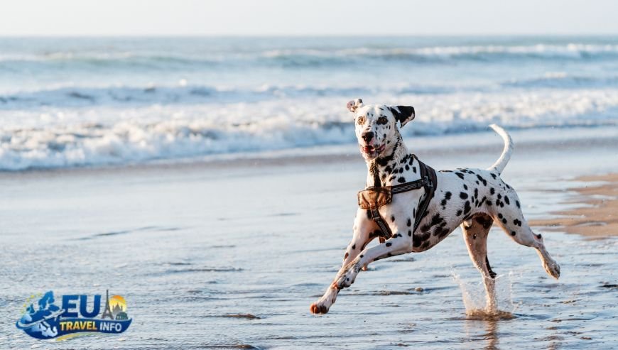 Family Fun and Shade Sycamore Cove Beach dog