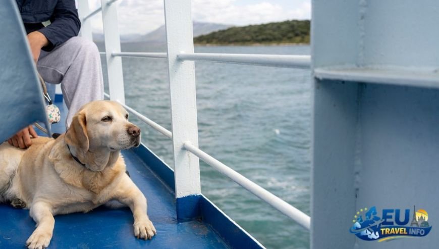 Ferries to the Islands dog