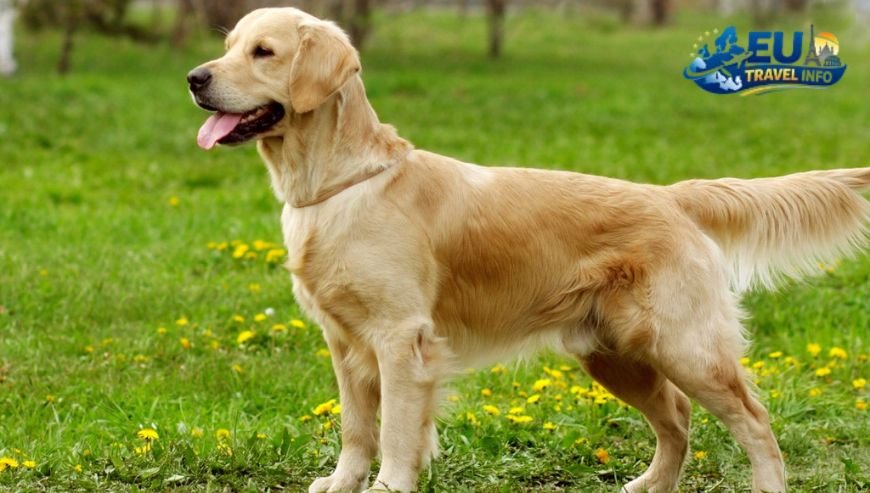 Fillmore Glen State Park (New York) dog