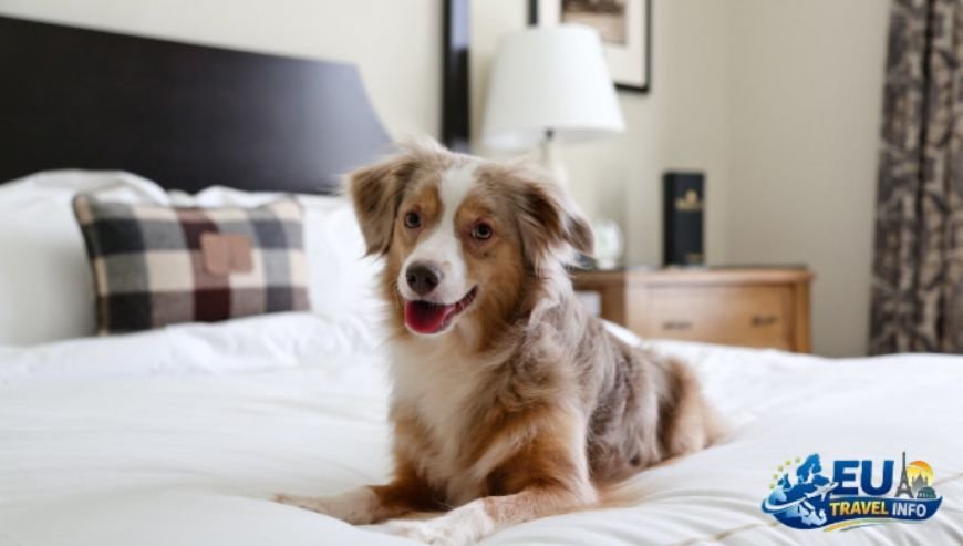 Finding Dog Friendly Hotels Cyprus