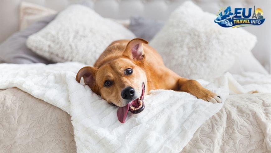 Finding Dog Friendly Hotels in Nida dog