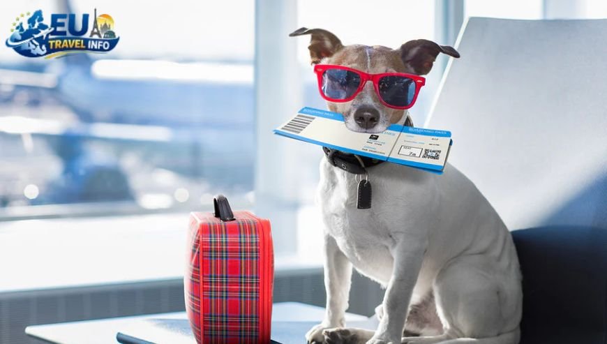 Finding Flights That Allow Pets