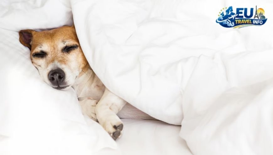 Finding Pet Friendly Hotels in Porto Portugal