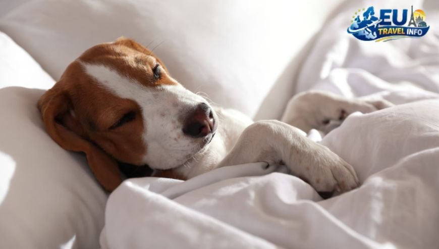 Finding The Perfect Place To Sleep dog