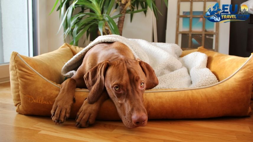 Finding The Perfect Place To Stay dog