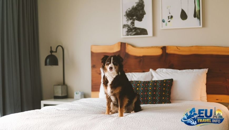 Finding a Bed Sochi Russia Resorts and Hotels dog