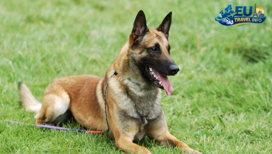 Finding a Belgium Cheaper Dog Stay