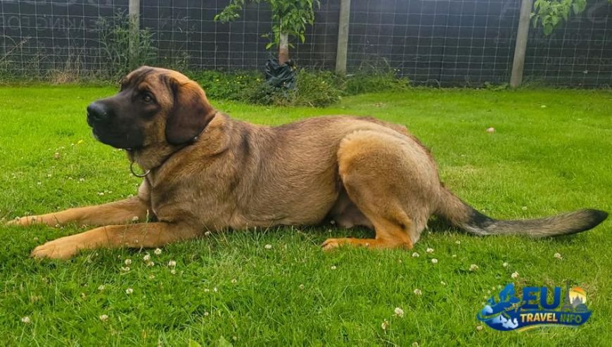 Finding a Place to Call Home dog