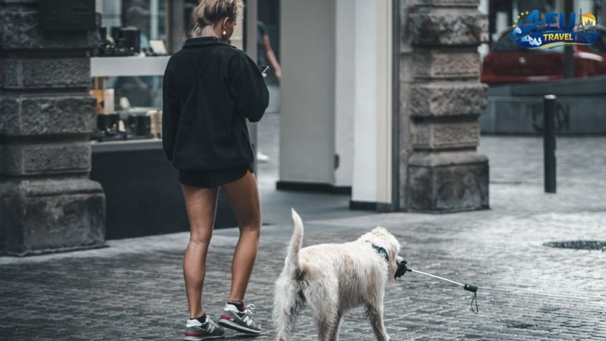 Finding a Place to Rest Our Paws